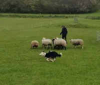 Del Pastre Del Cesaleir