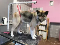 Canin Canine