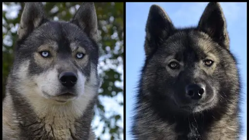 Des Flocons Sibériens - Elevage de Husky Lof & Centre de Formation Pour Éducateur Canin