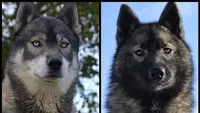 Des Flocons Sibériens - Elevage de Husky Lof & Centre de Formation Pour Éducateur Canin