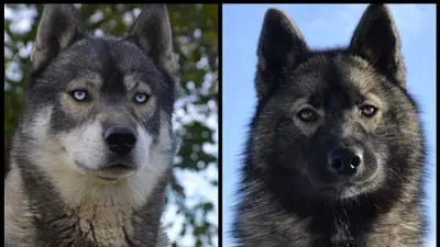 Des Flocons Sibériens - Elevage de Husky Lof & Centre de Formation Pour Éducateur Canin
