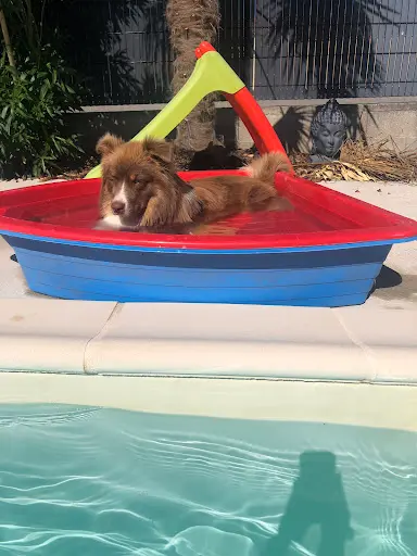 Du Domaine de Staffie And Yorkie