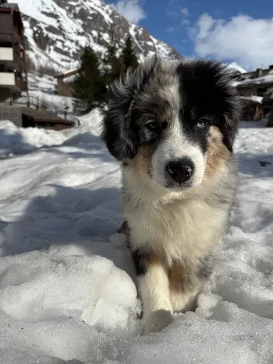 Domaine de Shetlyse Élevage Canin