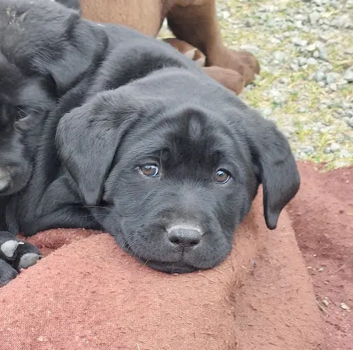 Elevage de Labradors et de Bergers des Shetland en Vendée