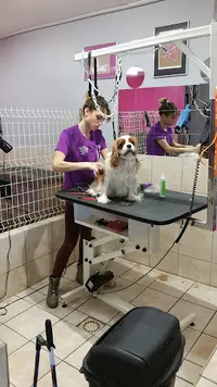 Indiana Dog