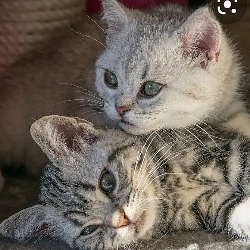 Société Protectrice des Animaux