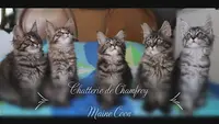 Chatterie de Chamfroy