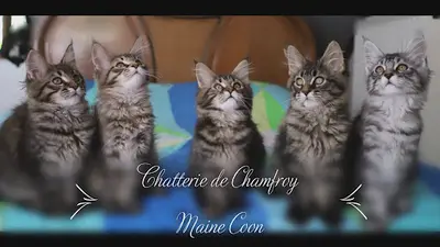 Chatterie de Chamfroy