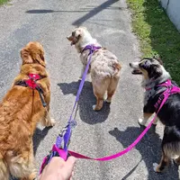 l'Esprit Canin Toilettage et Pension Pour Chien