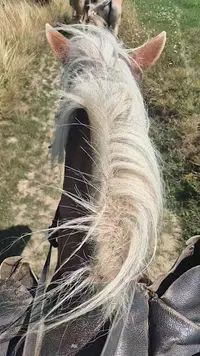 Centre Equestre la Caracole