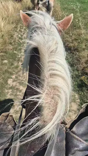 Centre Equestre la Caracole