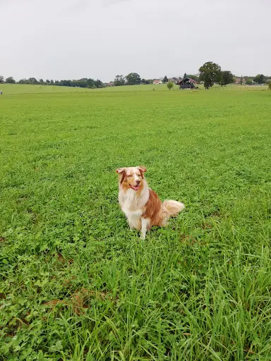 Cd Dog