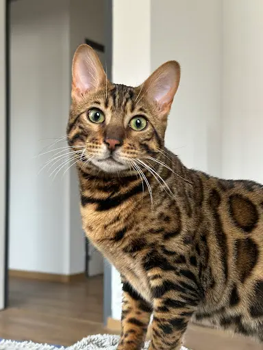 Élevage des Joh Li Bengal S