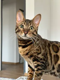 Élevage des Joh Li Bengal S