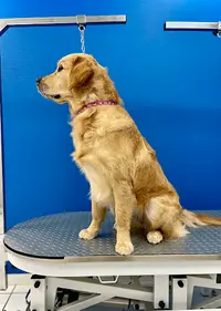 Stylidog Toilettage