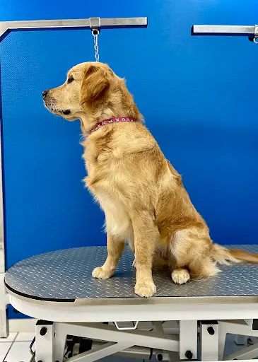 Stylidog Toilettage