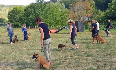 Educateur Canin Arcachon Respectdogs
