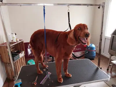 Dogart Institute Salon de Toilettage