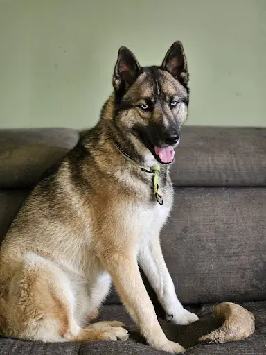 l'Apprenti Sage Canin
