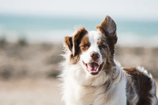 La Voix Canine