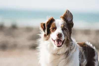 La Voix Canine