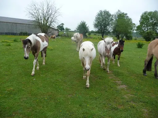 Poney Club de Launath 