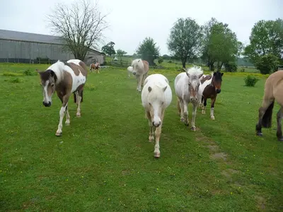 Poney Club de Launath 