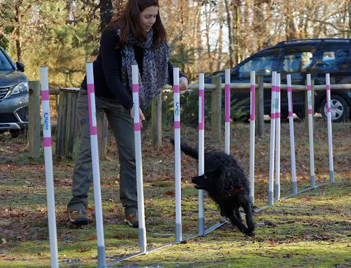 So Dog Sports Canin