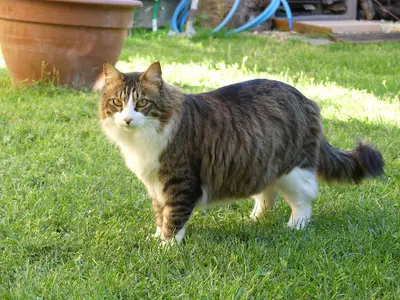 Sérénité Féline - Hôtel Pour Chats, Comportementaliste Spécialiste du Chat
