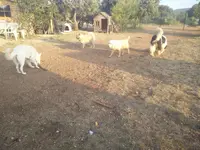 La Colo Boule de Poils
