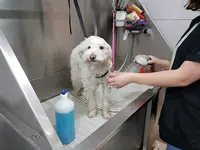 Au Chien Chic