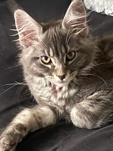 Chatterie d'Histoire d'Un Rêve - Maine Coon