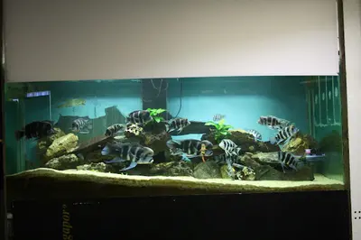 Club Aquariophile Avobacs d'Argenteuil