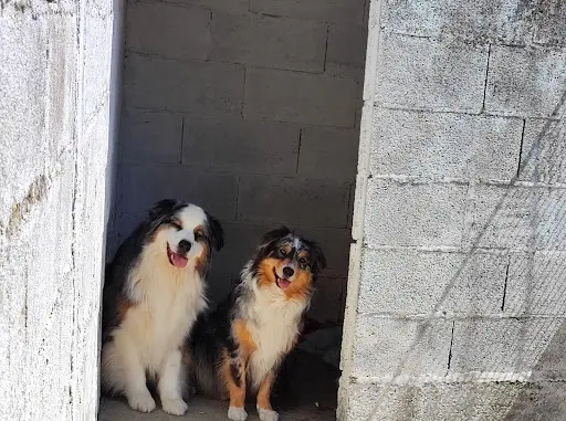 Elevage - Pension Canine et Féline : les Perles Divines