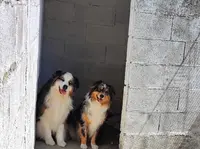 Elevage - Pension Canine et Féline : les Perles Divines
