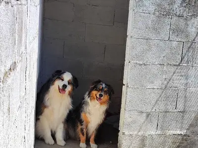 Elevage - Pension Canine et Féline : les Perles Divines