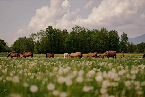 Elevage/haras du Petit Pont/centre d'Insémination