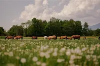 Elevage/haras du Petit Pont/centre d'Insémination