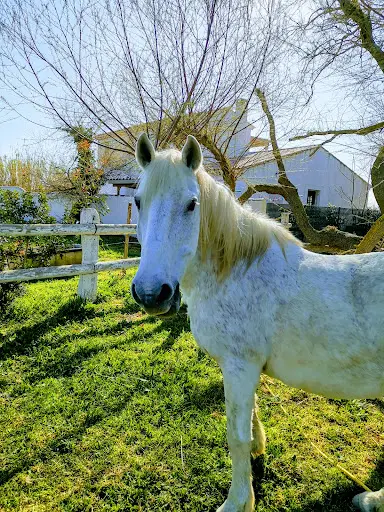 Bergerie d'Alivon - Chambres d'Hotes, Gite et Promenade À Cheval en Camargue