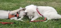 Ludic Dog