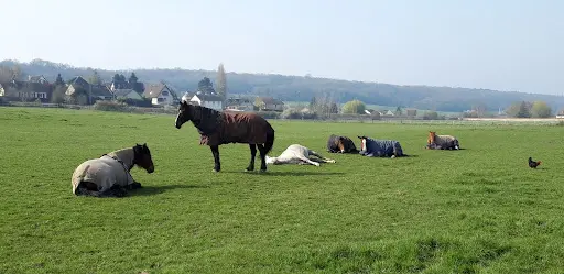 Ecurie des Prés d'Arnières