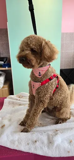 Paws Marine