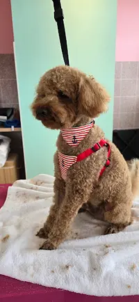Paws Marine