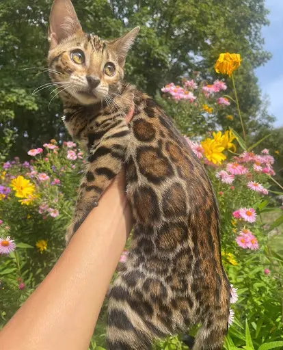 Cullinan Bengal - Élevage de Chats Bengal