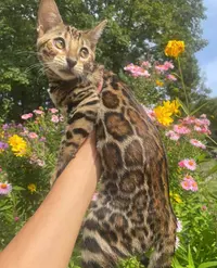 Cullinan Bengal - Élevage de Chats Bengal