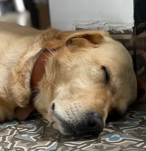 Elégance Canine