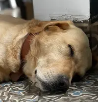 Elégance Canine