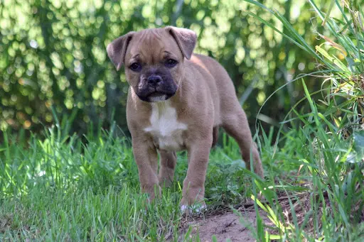 Black N Red Unity - Elevage Staffie