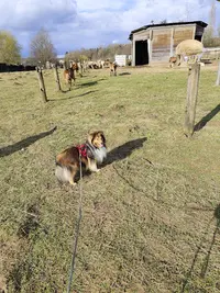 Le P Tit Mouton Vert