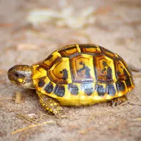 Elevage de Tortues de Terre Tortues d'Hermann